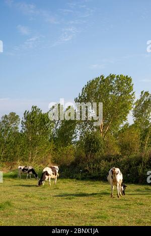 Free range cows grazing at the meadow in rural landscape with forest ...