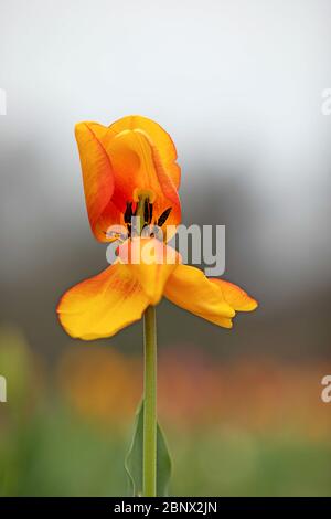 yellow red colored petals, view on stigma and stamen, blurred background Stock Photo