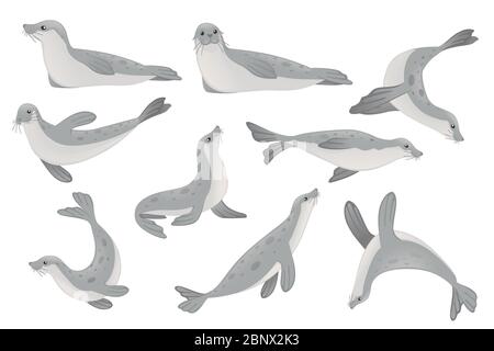Set of cute seal cartoon animal design flat vector illustration isolated on white background Stock Vector