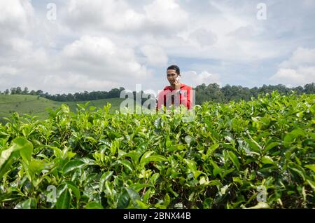 young men, in the tea garden are on the phone Stock Photo