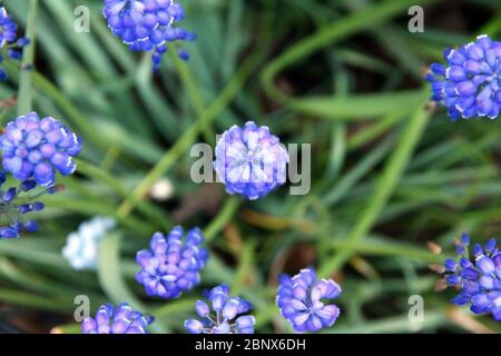 Close-up of small blue flowers blooming in spring Stock Photo