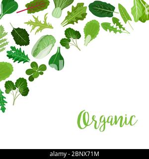 Organic banner with salad vegetable leaves for cooking design and websites. Vector illustration Stock Vector