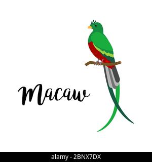 Exotic tropical bird isolated on white background. Macaw bird vector element with hand drawn inscription Stock Vector