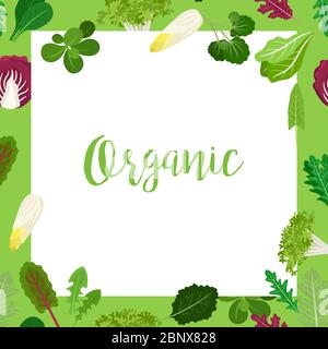 Organic banner with square frame and salad vegetable leaves for cooking design and websites. Vector illustration Stock Vector