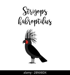 Exotic tropical bird isolated on white background. Strigops habroptilus parrot bird vector element with hand drawn inscription Stock Vector