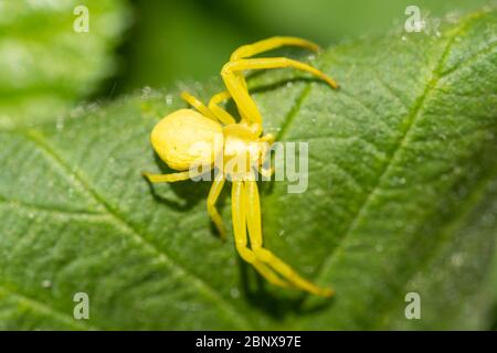Yellow crab spider (Misumena vatia) on a bramble leaf during May, UK Stock Photo
