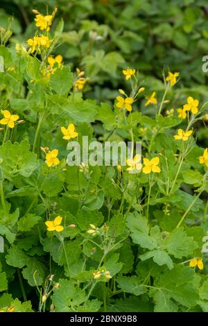 Greater celandine (also called celandine poppy, Chelidonium majus), a tall yellow wildflower or weed, during May, UK Stock Photo