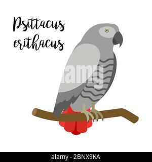 Grey exotic tropical bird isolated on white background. Psittacus erithacus parrot bird vector element with hand drawn inscription Stock Vector