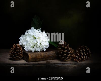 Viburnum opulus aka Snowball Tree, Guelder rose. Still life with book, pine cones. Concept, metaphor. Light painted, dark background. With copyspace Stock Photo