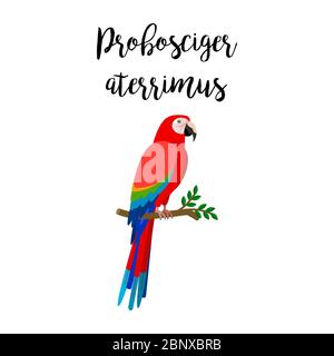 Exotic tropical bird isolated on white background. Probosciger aterrimus bird vector element with hand drawn inscription Stock Vector