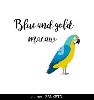 Exotic tropical bird isolated on white background. Blue and gold macaw parrot bird vector element with hand drawn inscription Stock Vector