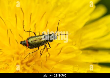 Malachius bipustulatus, green malachite beetle, a species of soft-winged flower beetles belonging to the family Melyridae, on a dandelion, UK Stock Photo