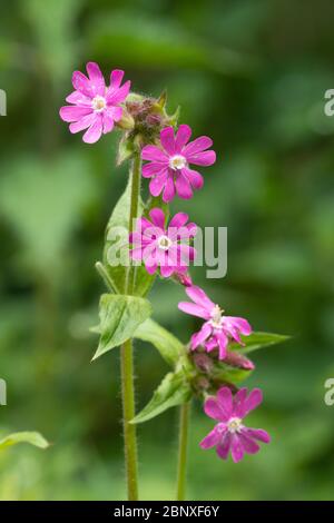 Red campion (Silene dioica, red catchfly), a pink spring wildflower, UK, May Stock Photo