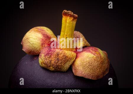 Bright colourful macro shot of purplish-red exotic Mangosteen fruit delicacy. Studio low key still life against a dark background Stock Photo