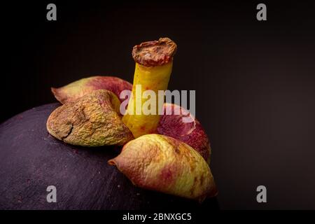 Vibrant colours of purplish-red exotic Mangosteen fruit. Studio low key macro still life against a dark background Stock Photo