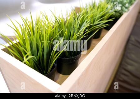 Beautiful artificial plants decoration in house or cafe. Close up Stock Photo