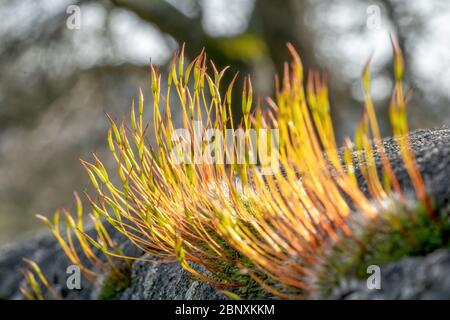 Macro shot of fine fresh flower threads growing in spring on a stone in the sun Stock Photo
