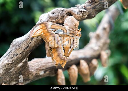 A beige colored butterfly hangs on a branch, close-up Stock Photo