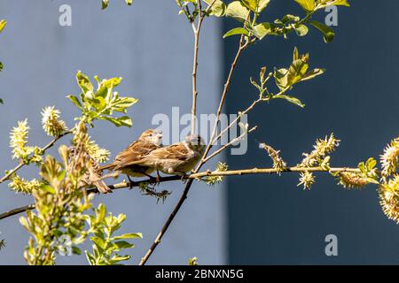 three sparrows sitting side by side on a branch Stock Photo