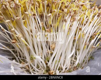 Mung beans immersed in water and kept in dark begin to sprout thick roots. Home grown bean sprouts, Day Five Stock Photo