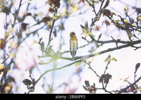 Small yellow bird on blossom tree closeup. Birds photography Stock Photo