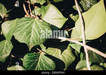 Green ivy leaves in spring Stock Photo