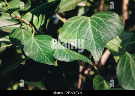 Green ivy leaves in spring Stock Photo