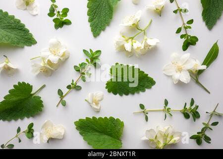 Creative floral layout from green melissa leaves, thyme twigs and jasmine flowers. Top view. Flat lay. Floral herbal background Stock Photo