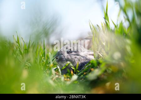 Small grey rabbit in green grass closeup. Can be used like Easter background. Animal photography