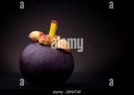 Purplish-red exotic Mangosteen fruit with yellow and golden detailed top. Studio low key food still life against a dark background Stock Photo