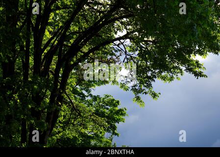 Bigleaf maple (Acer macrophyllum) leafing out in spring, storm clouds, Snohomish, Washington, USA Stock Photo