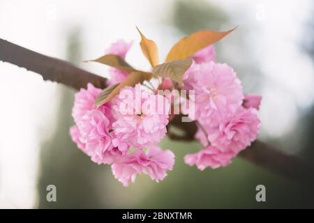 Beauty sakura flowers on twig closeup. Spring nature background Stock Photo
