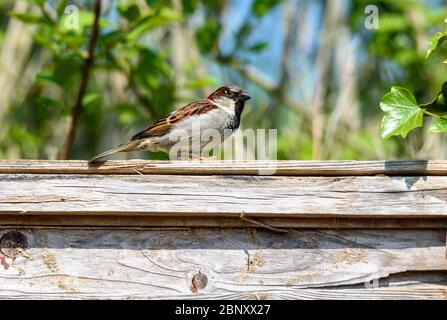 A male Common House Sparrow perched on a wooden fence Stock Photo