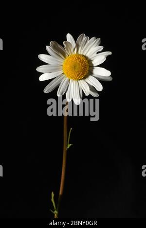 Still life of a  single white daisy flower blossom with a yellow center and a brown stem with leaves against a black background Stock Photo