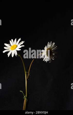 Still life of two white daisy flower blossoms, one brightly lit, the other in shadows against a black background Stock Photo
