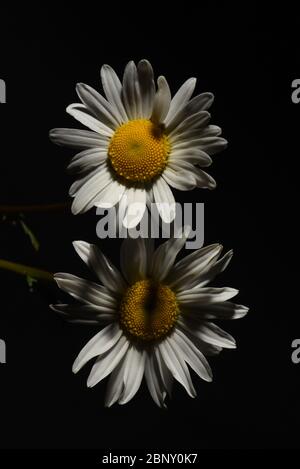 Still life of two white daisy blossoms, one brightly lit, the other in shadows against a black background, one on top of the other