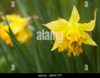 Heritage daffodil,  Telamonius plenus,  in the Capability Brown pleasure ground Appuldurcombe Park Stock Photo