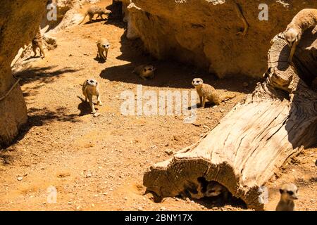 The meerkat or suricate (Suricata suricatta) is a small carnivoran belonging to the mongoose family (Herpestidae). Stock Photo