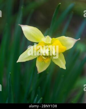 Heritage daffodil, Telamonius plenus, in bud in Appuldurcombe House pleasure ground Stock Photo