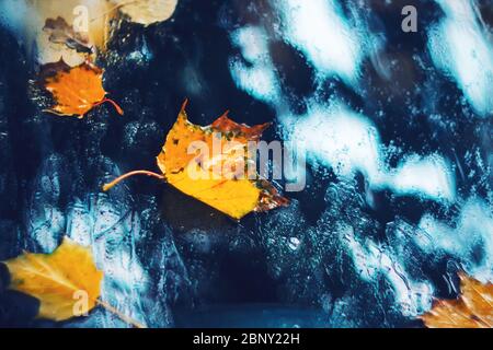 Fallen maple leaves on the windshield of a car in rainy cloudy weather in autumn. Autumn melancholy. Drops on the glass. Stock Photo