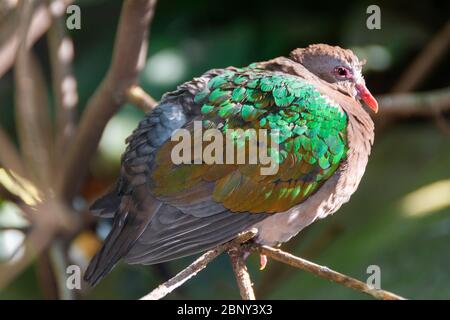 Closeup of a common emerald dove sitting on a tree branch (Chalcophaps indica), also called Asian emerald dove and grey-capped emerald dove bird. Stock Photo