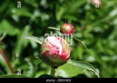 Ants on Pink Peony buds. Stock Photo