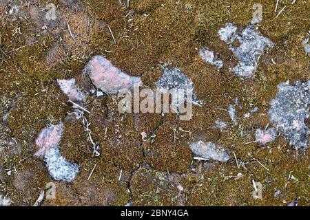 Background. Green moss on an old granite slab Stock Photo