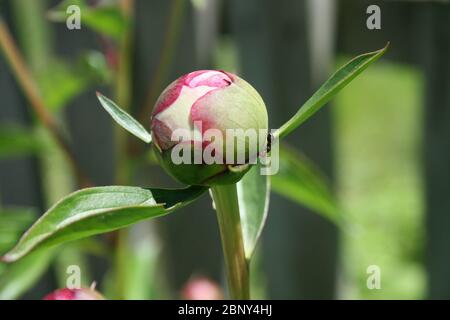 Ants on Pink Peony buds. Stock Photo