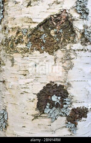 Background. Birch trunk with lichens Stock Photo