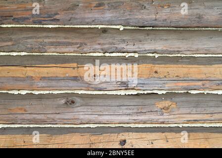 Background. Wall of old hewn logs with mounting foam in the cracks Stock Photo