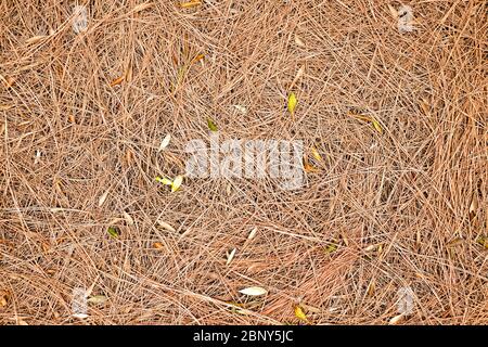 Needles of a coniferous pine tree (Pinus nigra) brown and dry fallen the forest floor. Stock Photo