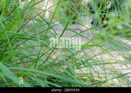 Young Kangaroo Grass (Themeda triandra) also known in other countries as red grass and red oat grass or as rooigras. Stock Photo