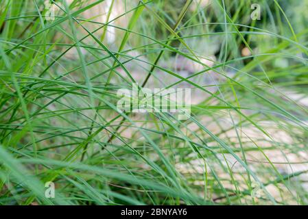 Red Oat Grass Themeda Triandra Tsavo Kenya Stock Photo Alamy Red Oat Grass Themeda Triandra Tsavo Kenya Stock Photo Alamy