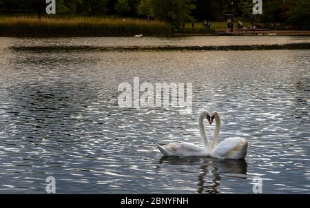 London, UK. 16th May, 2020. Swans are seen in a lake in London May 16, 2020, the first weekend after British Prime Minister Boris Johnson unveiled a lockdown exit roadmap on May 10. Credit: Han Yan/Xinhua/Alamy Live News Stock Photo